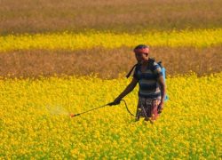 Generic Pesticides Dominate Global Top 20 Selling List CCFI Chairman Deepak Shah