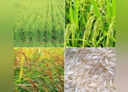 Pesticide's use did not affect basmati rice export - Analysis by CCFI shows